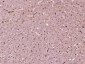PRPSAP2 Polyclonal Antibody